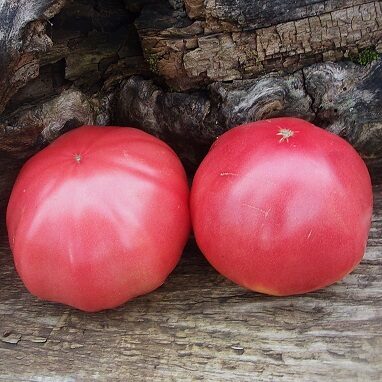 Mašas tante (Тётя Маша)